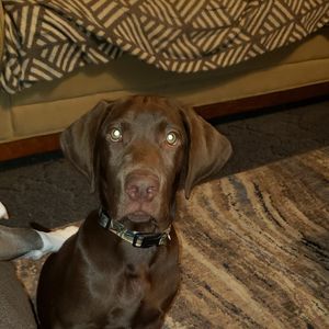 Meet your Posher, Phyllis